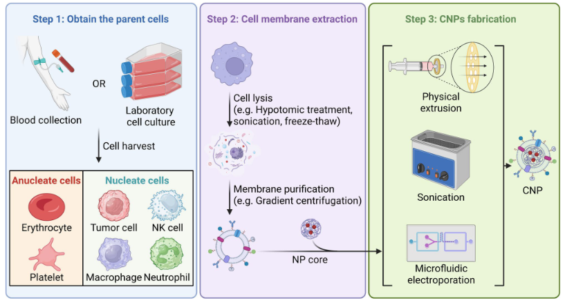 Journal of Nanobiotechnology | 突破血脑屏障，细胞膜工程仿生纳米生物技术为脑病治疗开辟新路径