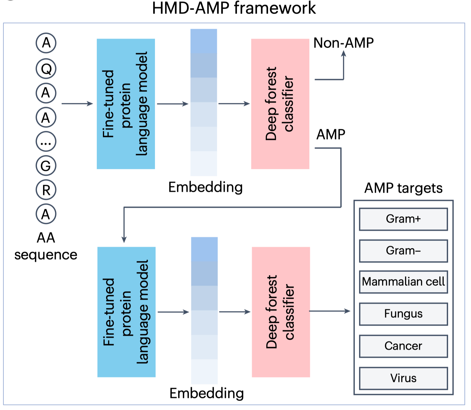 专家点评Nature Biomedical Engineering | 蛋白质语言模型跨越序列鸿沟，解锁远源抗菌肽