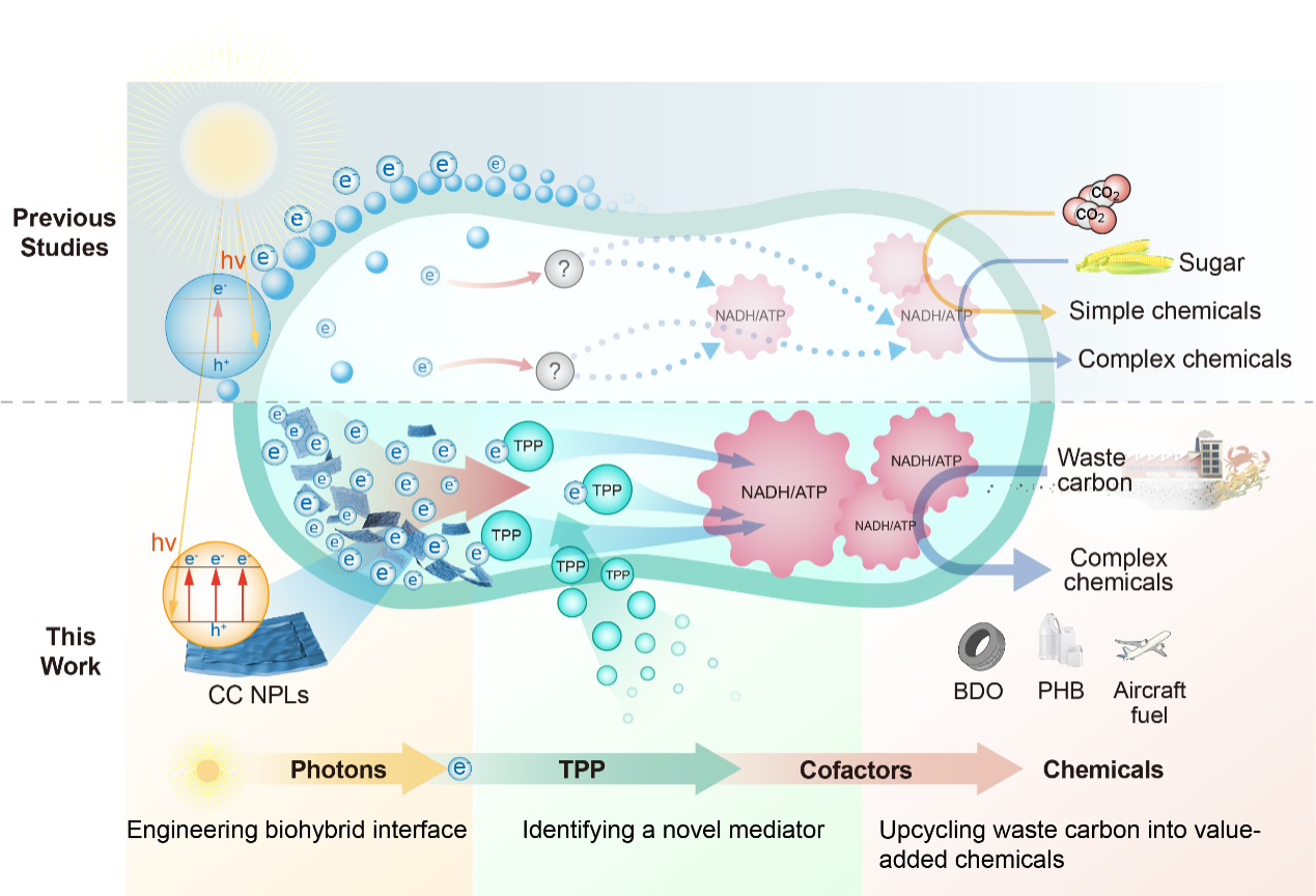 Nature Sustainability | 人工光合工程细胞实现生物制造新突破