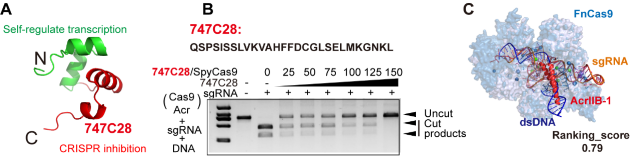 Cell Host & Microbe | 定量合成生物学全国重点实验室马迎飞团队发现肠道噬菌体隐藏“免疫开关”：全新抗CRISPR蛋白家族