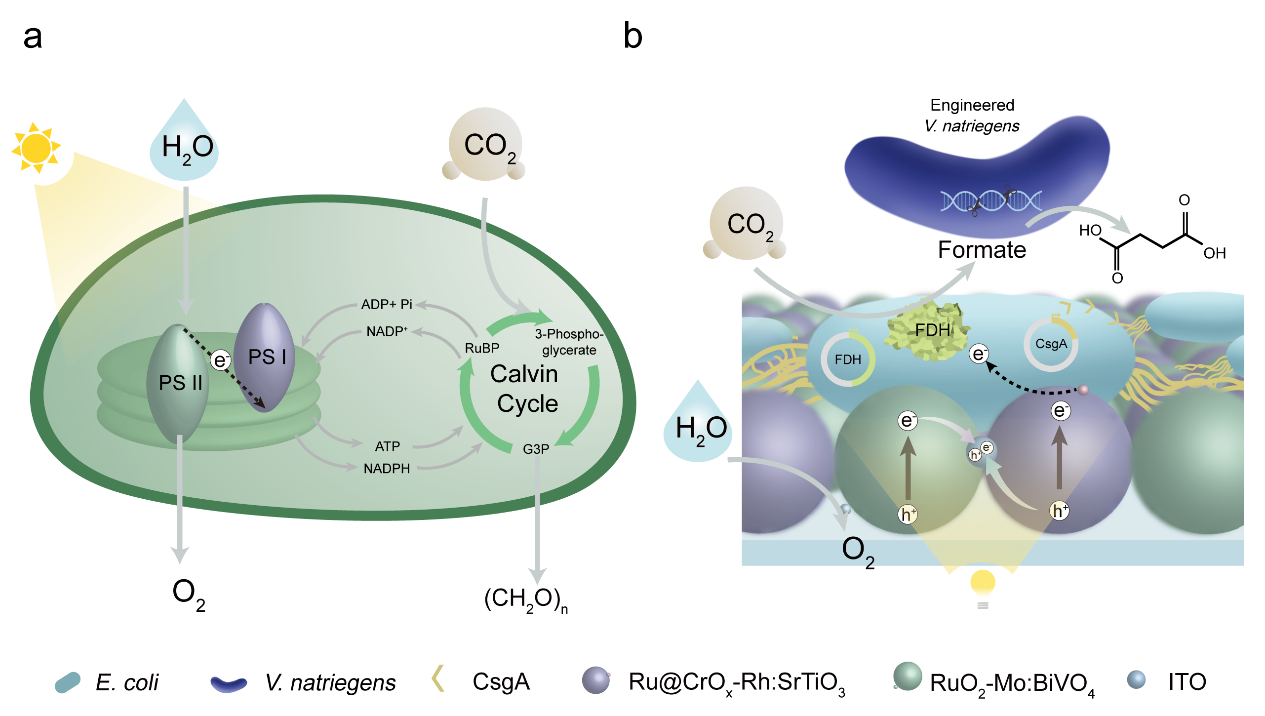 JACS | 光合万物：定量合成生物学全国重点实验室构建光催化剂-人工微生物群落杂合体驱动固碳高值化学品生物合成
